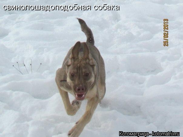 Котоматрица: свинолошадоподобная собака