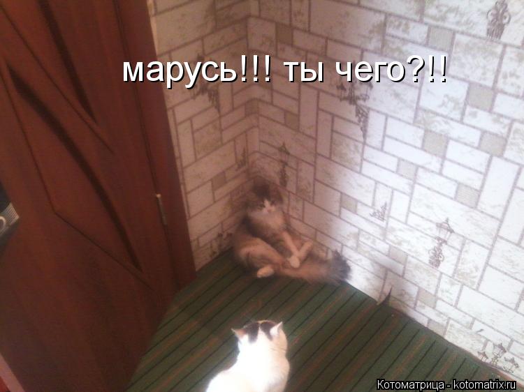 марусь!!! ты чего?!!... Котоматрица: марусь!!! ты чего?!!