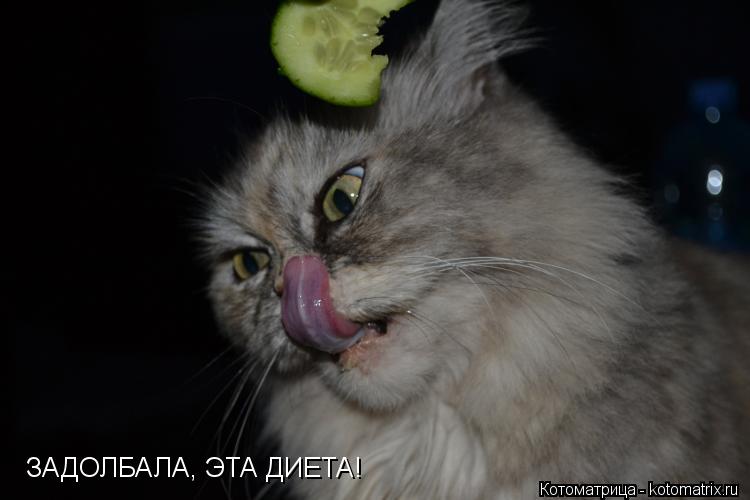 ЗАДОЛБАЛА, ЭТА ДИЕТА!... Котоматрица: ЗАДОЛБАЛА, ЭТА ДИЕТА!
