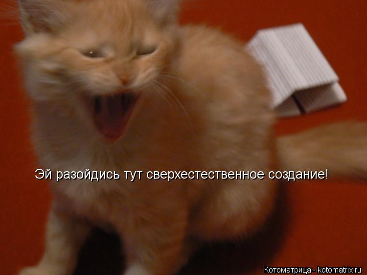 Эй разойдись тут сверхестественное создание!... Котоматрица: Эй разойдись тут сверхестественное создание!