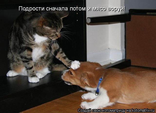 Котоматрица: Подрости сначала потом и мясо воруй!
