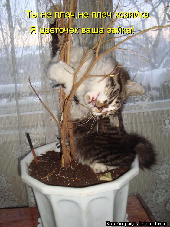 Ты не плач,не плач хозяйка. Я цветочек ваша зайка!... Котоматрица: Ты не плач,не плач хозяйка. Я цветочек ваша зайка!