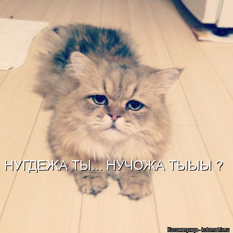 НУГДЕЖА ТЫ... НУЧОЖА ТЫЫЫ ?... Котоматрица: НУГДЕЖА ТЫ... НУЧОЖА ТЫЫЫ ?