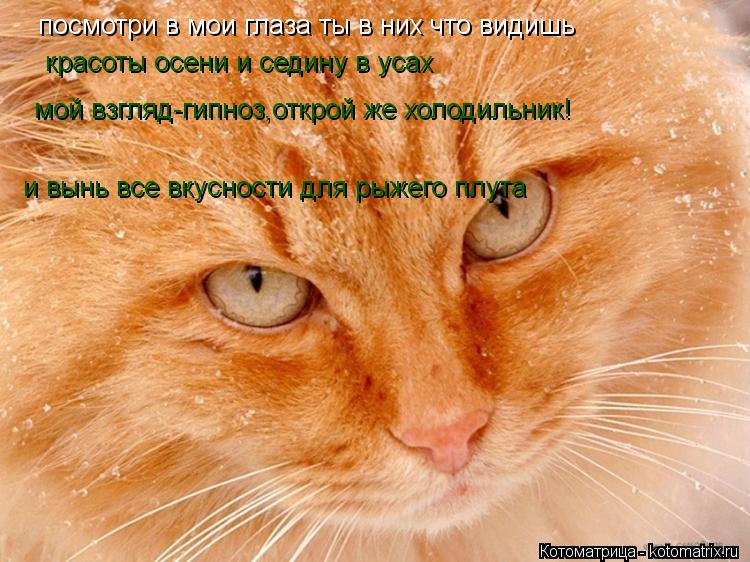 Котоматрица: посмотри в мои глаза ты в них что видишь красоты осени и седину в усах мой взгляд-гипноз,открой же холодильник! и вынь все вкусности для рыже