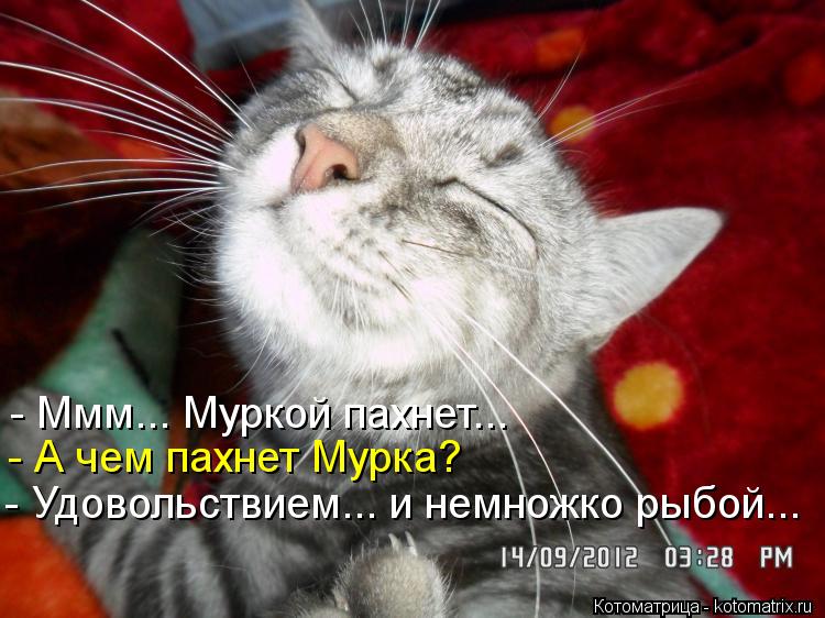 - Ммм... Муркой пахнет... - А чем пахнет Мурка? - Удовольствием... и немножко рыбой...... Котоматрица: - Ммм... Муркой пахнет... - А чем пахнет Мурка? - Удовольствием... и немножко рыбой...