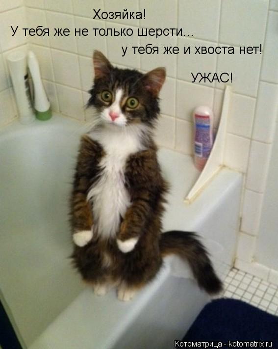 Хозяйка! У тебя же не только шерсти... у тебя же и хвоста нет! УЖАС!... Котоматрица: Хозяйка! У тебя же не только шерсти... у тебя же и хвоста нет! УЖАС!