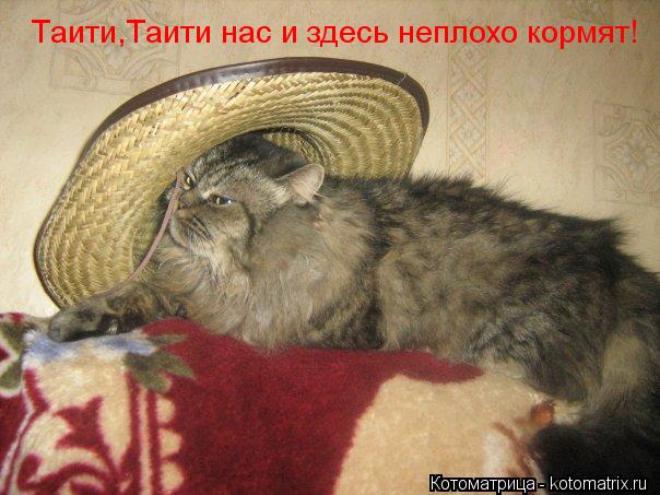 Таити,Таити нас и здесь неплохо кормят!... Котоматрица: Таити,Таити нас и здесь неплохо кормят!