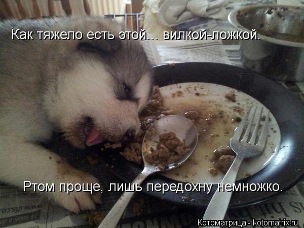 Как тяжело есть этой... вилкой-ложкой. Ртом проще, лишь передохну немножко.... Котоматрица: Как тяжело есть этой... вилкой-ложкой. Ртом проще, лишь передохну немножко.