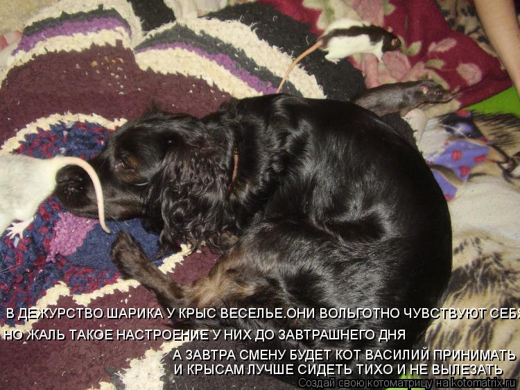 В ДЕЖУРСТВО ШАРИКА У КРЫС ВЕСЕЛЬЕ.ОНИ ВОЛЬГОТНО ЧУВСТВУЮТ СЕБЯ НО ЖАЛЬ ТАКОЕ НАСТРОЕНИЕ У НИХ ДО ЗАВТ... Котоматрица: В ДЕЖУРСТВО ШАРИКА У КРЫС ВЕСЕЛЬЕ.ОНИ ВОЛЬГОТНО ЧУВСТВУЮТ СЕБЯ НО ЖАЛЬ ТАКОЕ НАСТРОЕНИЕ У НИХ ДО ЗАВТРАШНЕГО ДНЯ А ЗАВТРА СМЕНУ БУДЕТ КОТ В