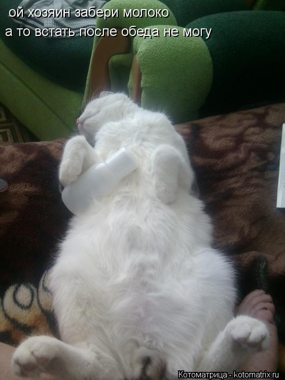 Котоматрица: ой хозяин забери молоко а то встать после обеда не могу