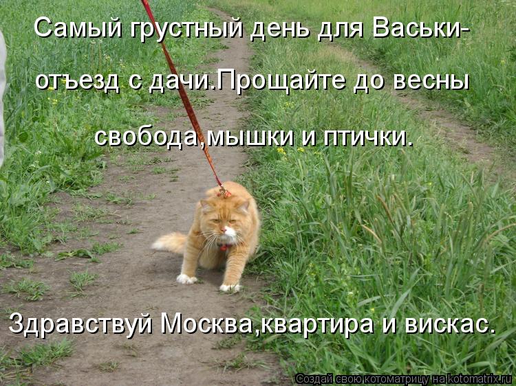 Самый грустный день для Васьки- отъезд с дачи.Прощайте до весны свобода,мышки и птички. Здравствуй Мо... Котоматрица: Самый грустный день для Васьки- отъезд с дачи.Прощайте до весны свобода,мышки и птички. Здравствуй Москва,квартира и вискас.