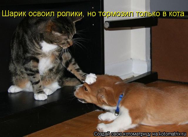 Котоматрица: Шарик освоил ролики, но тормозил только в кота