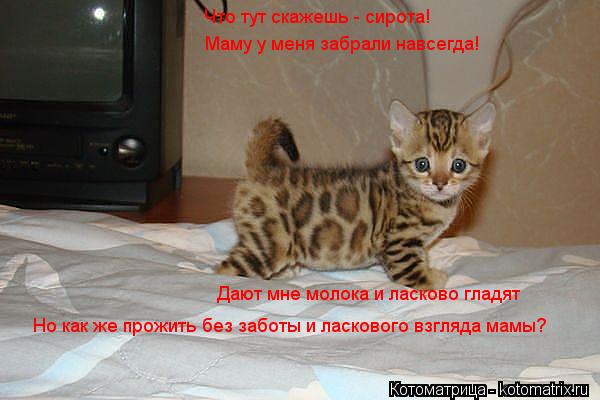 Что тут скажешь - сирота! Маму у меня забрали навсегда! Дают мне молока и ласково гладят Но как же пр... Котоматрица: Что тут скажешь - сирота! Маму у меня забрали навсегда! Дают мне молока и ласково гладят Но как же прожить без заботы и ласкового взгляда мам
