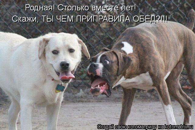 Родная! Столько вместе лет! Скажи, ТЫ ЧЕМ ПРИПРАВИЛА ОБЕД?!!!... Котоматрица: Родная! Столько вместе лет! Скажи, ТЫ ЧЕМ ПРИПРАВИЛА ОБЕД?!!!