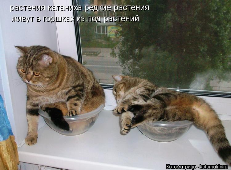 растения катаниха редкие растения живут в горшках из под растений... Котоматрица: растения катаниха редкие растения живут в горшках из под растений