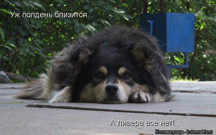 Уж полдень близится... А ливера все нет!..... Котоматрица: Уж полдень близится... А ливера все нет!..