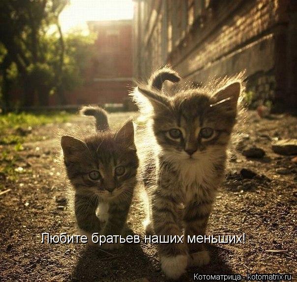 Любите братьев наших меньших!... Котоматрица: Любите братьев наших меньших!