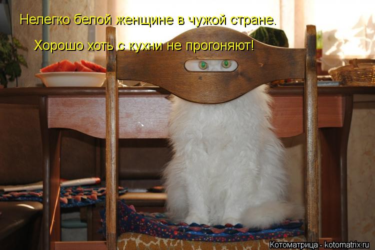 Котоматрица: Нелегко белой женщине в чужой стране. Хорошо хоть с кухни не прогоняют!
