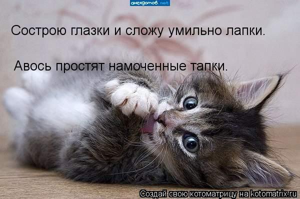 Сострою глазки и сложу умильно лапки. Авось простят намоченные тапки.... Котоматрица: Сострою глазки и сложу умильно лапки. Авось простят намоченные тапки.
