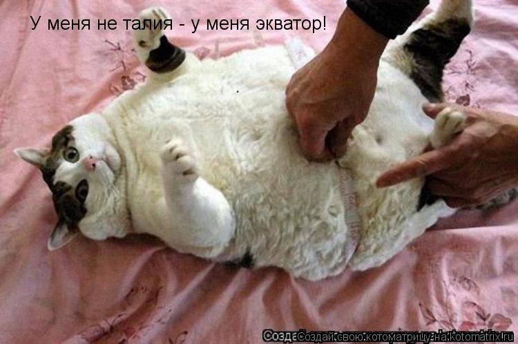 Котоматрица: У меня не талия - у меня экватор!