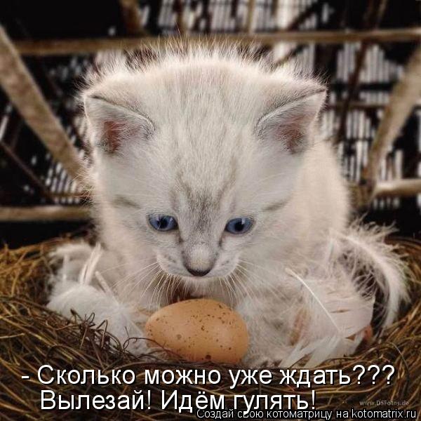 - Сколько можно уже ждать??? Вылезай! Идём гулять!... Котоматрица: - Сколько можно уже ждать??? Вылезай! Идём гулять!