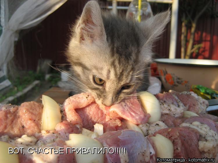 ВОТ, СЧАСТЬЕ ПРИВАЛИЛО!!!!!... Котоматрица: ВОТ, СЧАСТЬЕ ПРИВАЛИЛО!!!!!