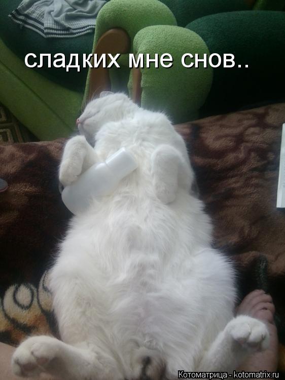 сладких мне снов..... Котоматрица: сладких мне снов..