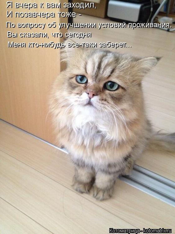 Котоматрица: Я вчера к вам заходил, И позавчера тоже - По вопросу об улучшении условий проживания. Вы сказали, что сегодня Меня кто-нибудь все-таки забере