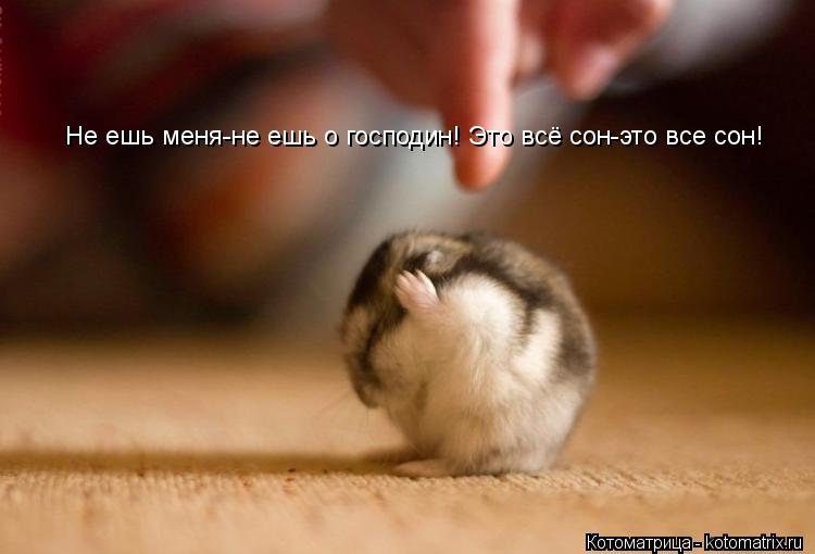 Котоматрица: Не ешь меня-не ешь о господин! Это всё сон-это все сон!