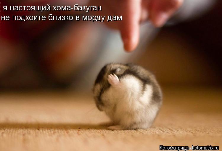 Котоматрица: я настоящий хома-бакуган не подхоите близко в морду дам