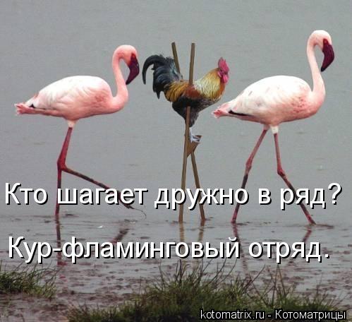 Кто шагает дружно в ряд? Кур-фламинговый отряд.... Котоматрица: Кто шагает дружно в ряд? Кур-фламинговый отряд.