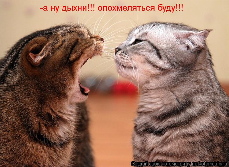 Котоматрица: -а ну дыхни!!! опохмеляться буду!!!