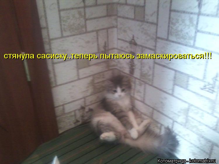 стянула сасиску..теперь пытаюсь замаскироваться!!!... Котоматрица: стянула сасиску..теперь пытаюсь замаскироваться!!!