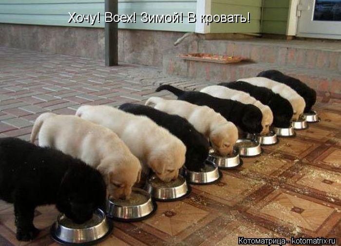Котоматрица: Хочу! Всех! Зимой! В кровать!