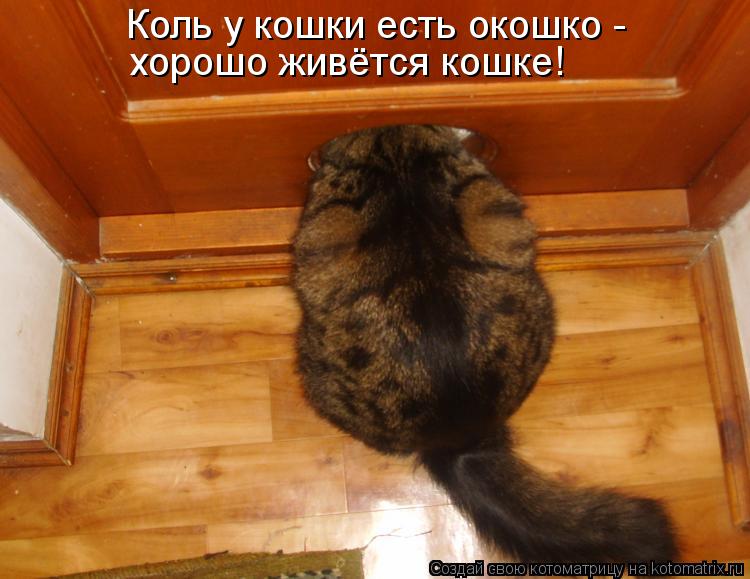 Коль у кошки есть окошко - хорошо живётся кошке!... Котоматрица: Коль у кошки есть окошко - хорошо живётся кошке!
