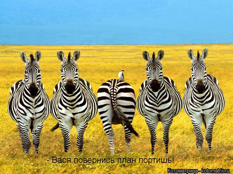 - Вася повернись план портишь!... Котоматрица: - Вася повернись план портишь!