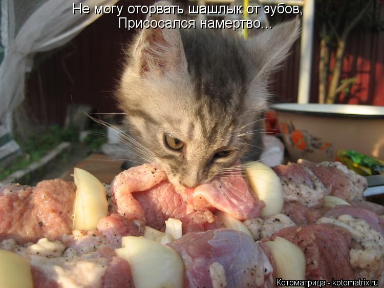 Не могу оторвать шашлык от зубов, Присосался намертво...... Котоматрица: Не могу оторвать шашлык от зубов, Присосался намертво...