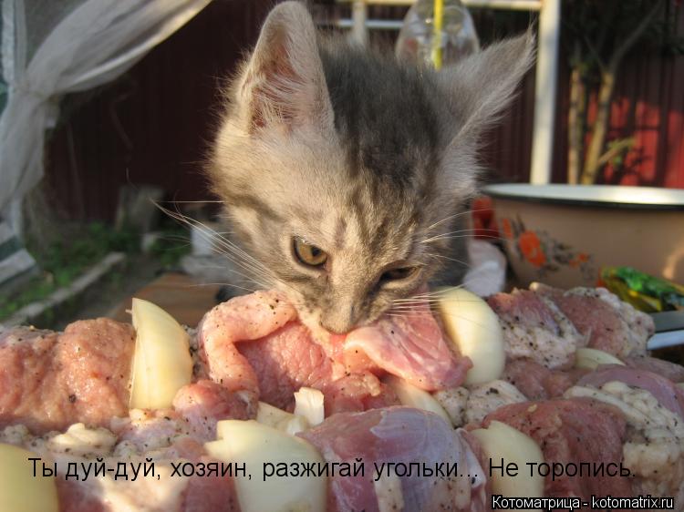 Ты дуй-дуй, хозяин, разжигай угольки... Не торопись.... Котоматрица: Ты дуй-дуй, хозяин, разжигай угольки... Не торопись.