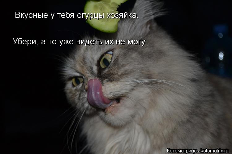 Вкусные у тебя огурцы хозяйка. Убери, а то уже видеть их не могу.... Котоматрица: Вкусные у тебя огурцы хозяйка. Убери, а то уже видеть их не могу.