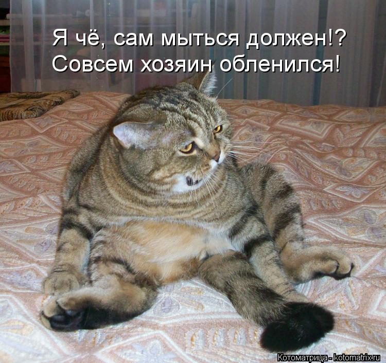 Я чё, сам мыться должен!? Совсем хозяин обленился!... Котоматрица: Я чё, сам мыться должен!? Совсем хозяин обленился!