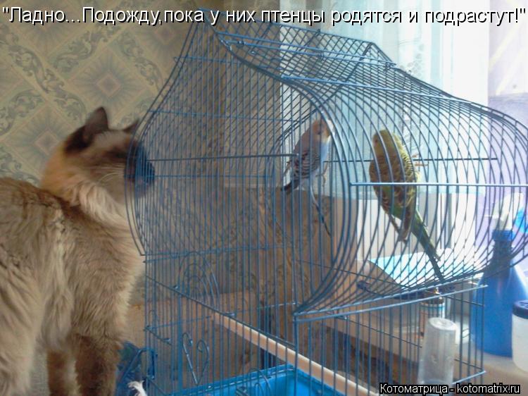 Котоматрица: "Ладно...Подожду,пока у них птенцы родятся и подрастут!"