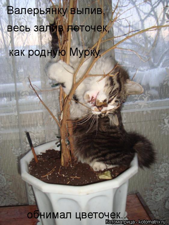 Валерьянку выпив, весь залив лоточек, как родную Мурку, обнимал цветочек...... Котоматрица: Валерьянку выпив, весь залив лоточек, как родную Мурку, обнимал цветочек...