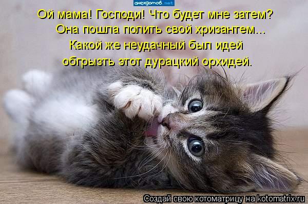 Котоматрица: Ой мама! Господи! Что будет мне затем? Она пошла полить свой хризантем... Какой же неудачный был идей обгрызть этот дурацкий орхидей.