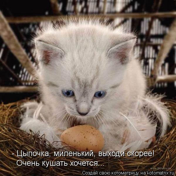 - Цыпочка, миленький, выходи скорее! Очень кушать хочется...... Котоматрица: - Цыпочка, миленький, выходи скорее! Очень кушать хочется...