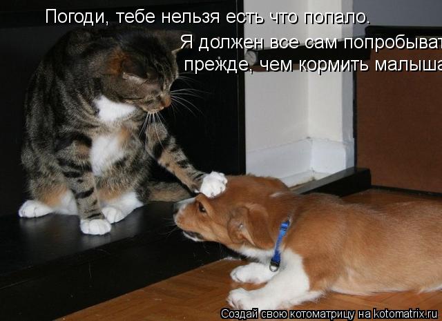Погоди, тебе нельзя есть что попало. прежде, чем кормить малыша. Я должен все сам попробывать.... Котоматрица: Погоди, тебе нельзя есть что попало. прежде, чем кормить малыша. Я должен все сам попробывать.