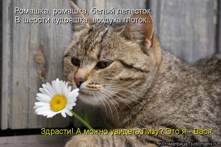 Ромашка, ромашка, белый лепесток. Ромашка, ромашка, белый лепесток. В шерсти кудряшка, воздуха глоток... Котоматрица: Ромашка, ромашка, белый лепесток. Ромашка, ромашка, белый лепесток. В шерсти кудряшка, воздуха глоток... Здрасти! А можно увидеть Лизу? Это я -