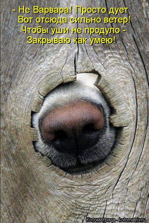 - Не Варвара! Просто дует Вот отсюда сильно ветер! Чтобы уши не продуло - Закрываю как умею!... Котоматрица: - Не Варвара! Просто дует Вот отсюда сильно ветер! Чтобы уши не продуло - Закрываю как умею!