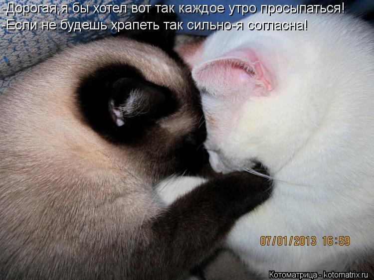 Котоматрица: -Дорогая,я бы хотел вот так каждое утро просыпаться! -Если не будешь храпеть так сильно-я согласна!
