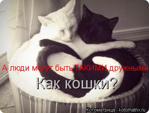 А люди могут быть ТАКИМИ дружными, Как кошки?... Котоматрица: А люди могут быть ТАКИМИ дружными, Как кошки?