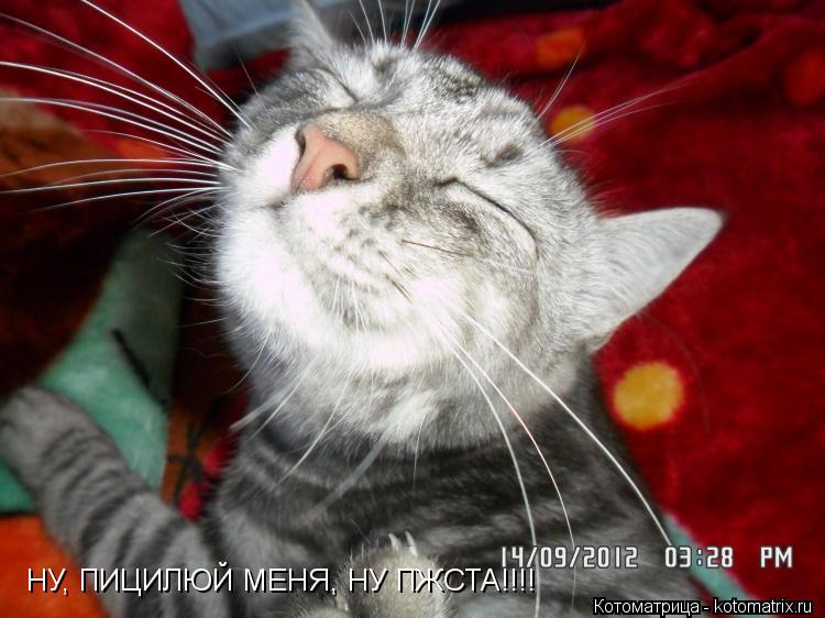 НУ, ПИЦИЛЮЙ МЕНЯ, НУ ПЖСТА!!!!... Котоматрица: НУ, ПИЦИЛЮЙ МЕНЯ, НУ ПЖСТА!!!!